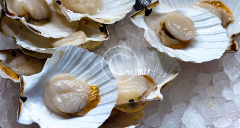 Raw Oysters on Half Shell